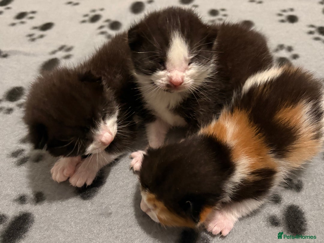 Mixed Breed cats for sale: 3 beautiful kittens for sale - Image 6