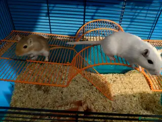 Gerbil rodents Cute female gerbils for sale read description - Advert 4