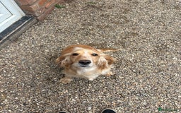 Cocker Spaniel dogs for sale: Beautiful Cocker Spaniel Puppies. - Advert 5