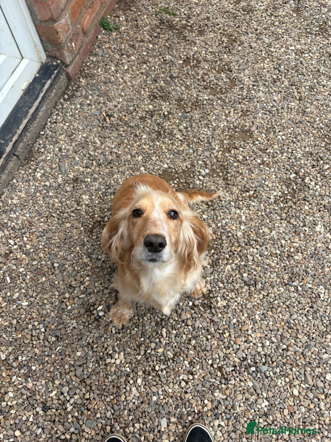 Cocker Spaniel dogs for sale: Beautiful Cocker Spaniel Puppies. - Advert 5