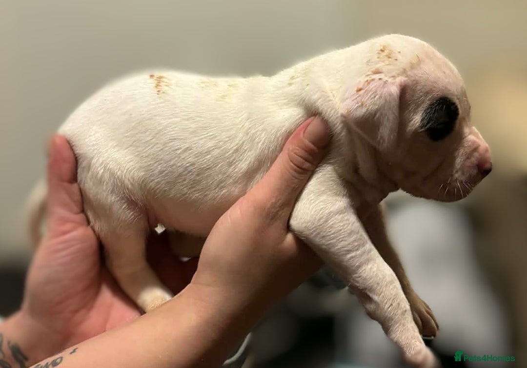 Mixed Breed dogs for sale: Bull cross staffy pups  - Advert 18