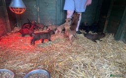 Belgian Shepherd Dog dogs for sale: Litter  - Image 26