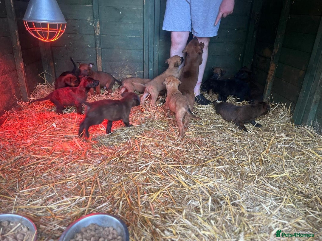 Belgian Shepherd Dog dogs for sale: Litter  - Image 26