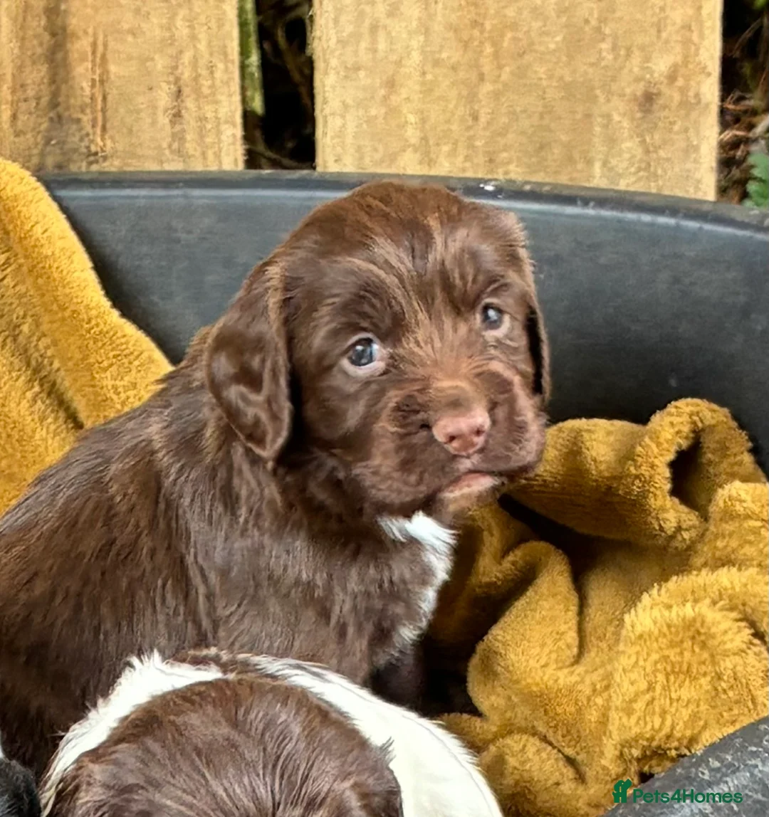 Sprocker dogs for sale: F1 Health Tested Sprocker Puppies - Advert 1