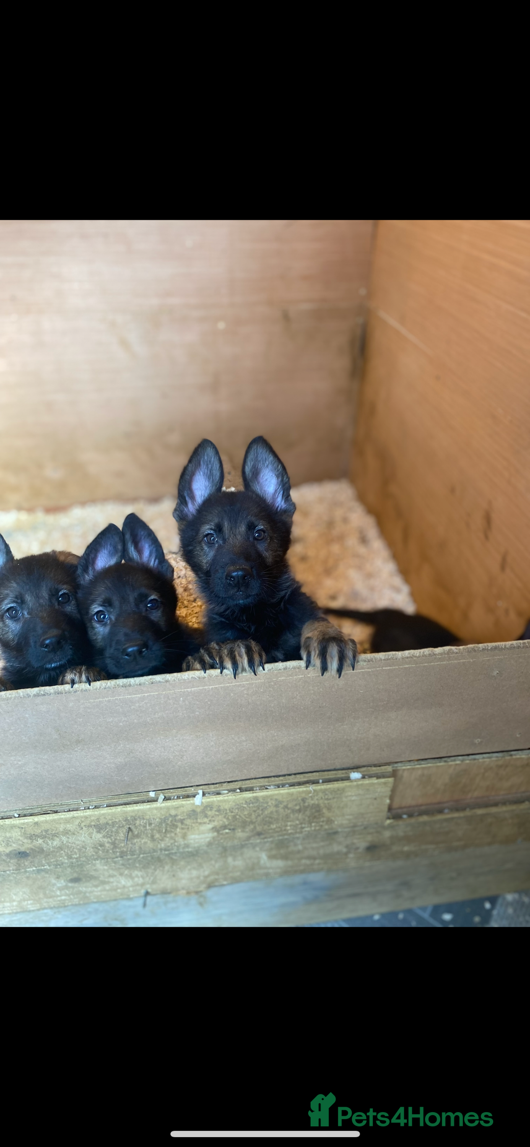 German Shepherd dogs for stud: Proven Czech German Shepherd Stud!!! - Advert 4