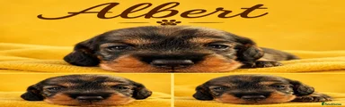 Albert