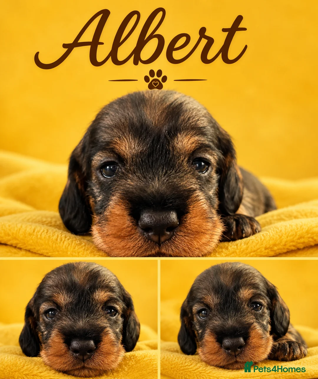 Dachshund dogs for sale: Stunning Kc standard wirehaired  - Advert 32