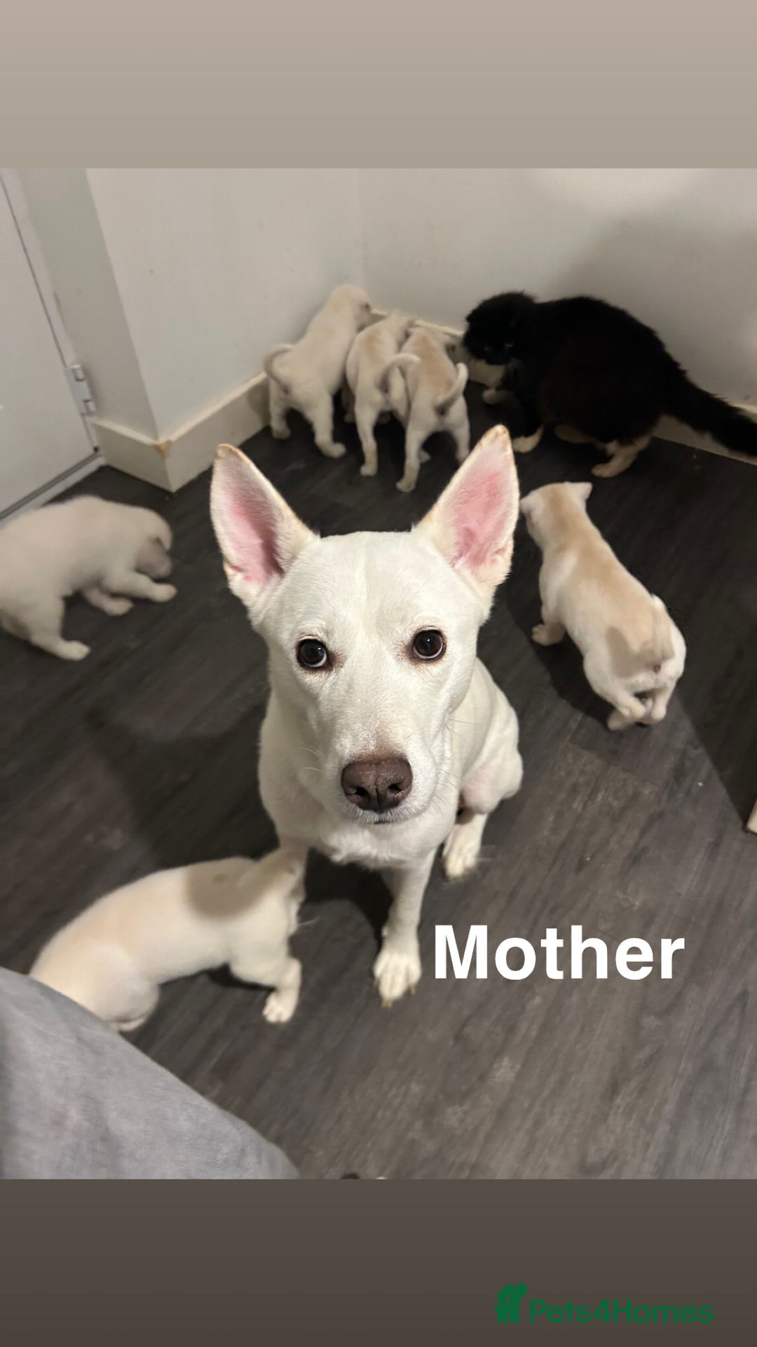 Mixed Breed dogs for sale: Mixed breed cane corso/Akita - Advert 1