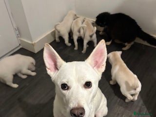 Mixed Breed dogs Mixed breed cane corso/Akita - Advert 2