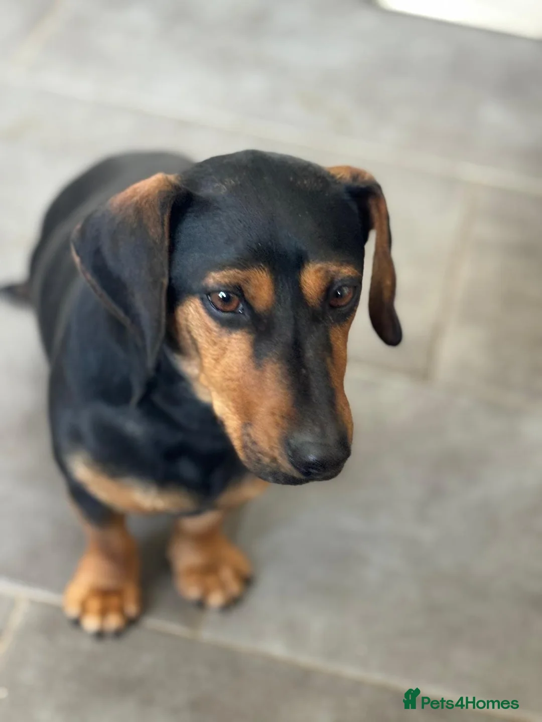 Mixed Breed dogs for adoption: SWEET Kitty Looking for LOVE - Advert 7