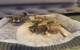 Chihuahua dogs for sale: The smallest girl is still available 🏡 last pup - Image 5