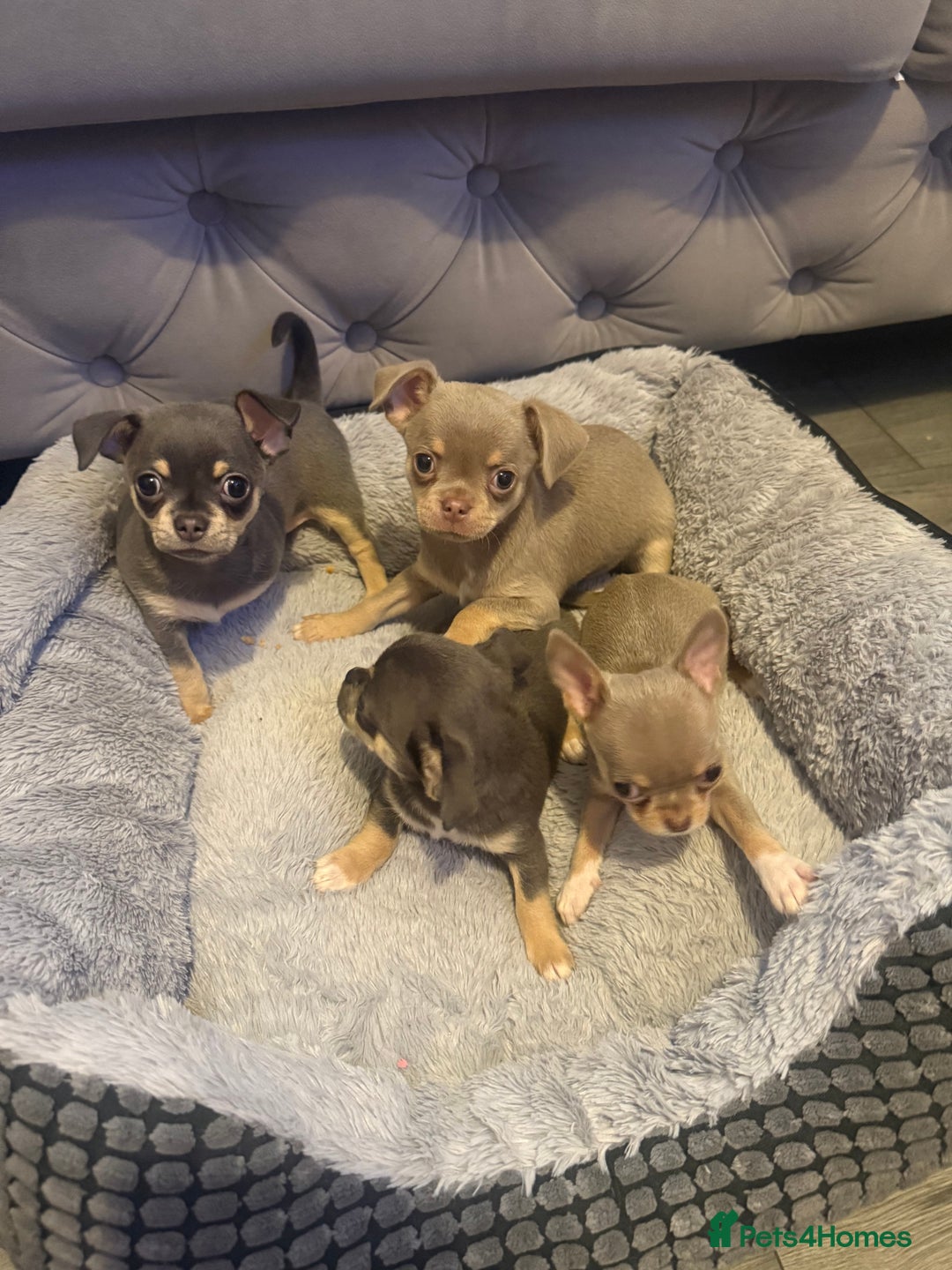Chihuahua dogs for sale: The smallest girl is still available 🏡 last pup - Image 5