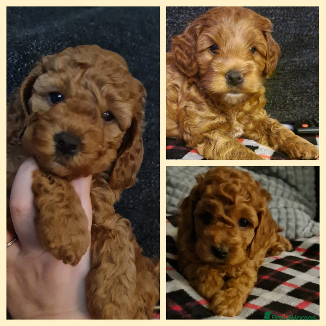 Cockapoo dogs for sale: Stunning Miniature Cockapoo puppies. - Advert 5