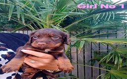 Cocker Spaniel dogs for sale: Cocker Spaniels - Image 5