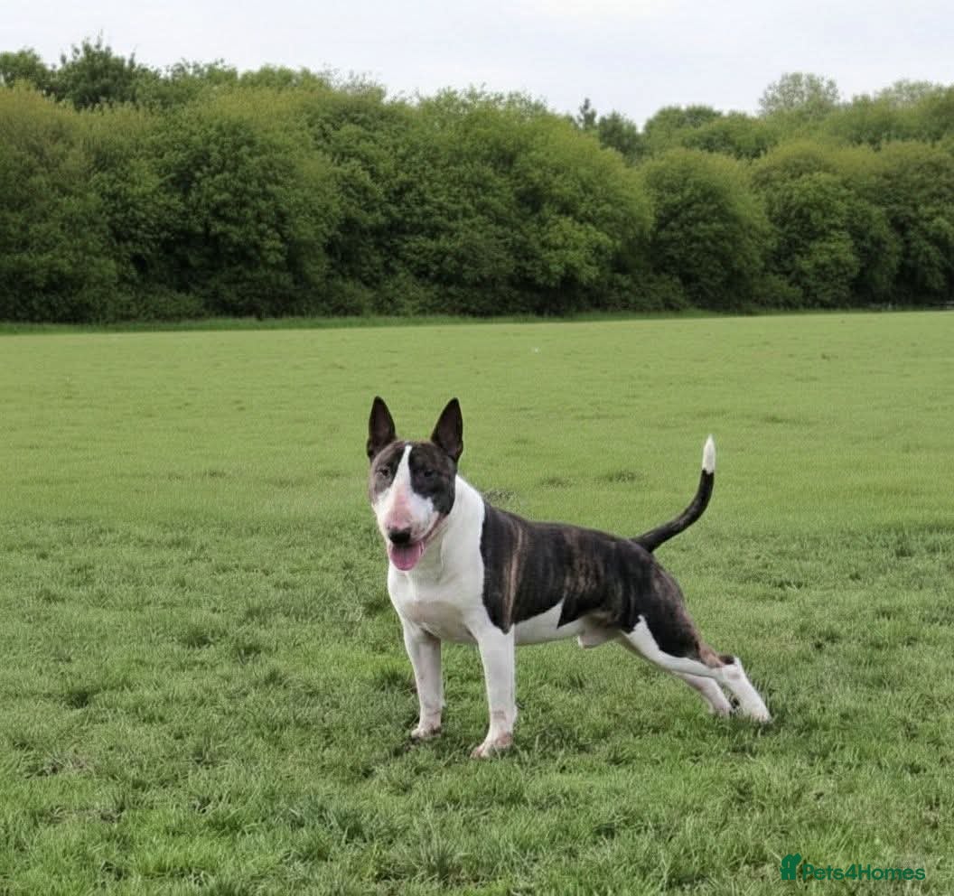 Bull Terrier dogs UK CH SIRED STUD - TOP EMRED & ARICON BLOODLINES - Advert 1