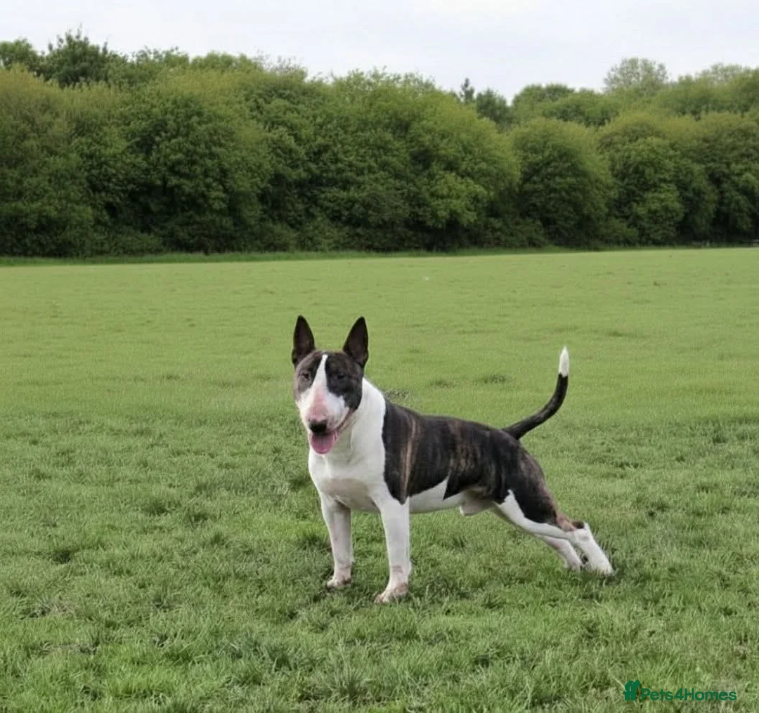 Bull Terrier dogs for stud: UK CH SIRED STUD - TOP EMRED & ARICON BLOODLINES - Advert 2
