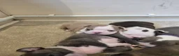 Boston Terrier dogs for sale: Health-Tested KC Registered Boston Terrier Puppies in Salford - Advert 13