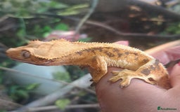 Gecko reptiles for sale: Lilly White - Image 3
