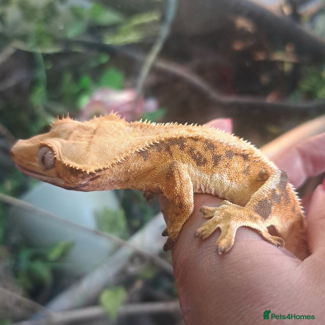 Gecko reptiles for sale: Lilly White - Image 3