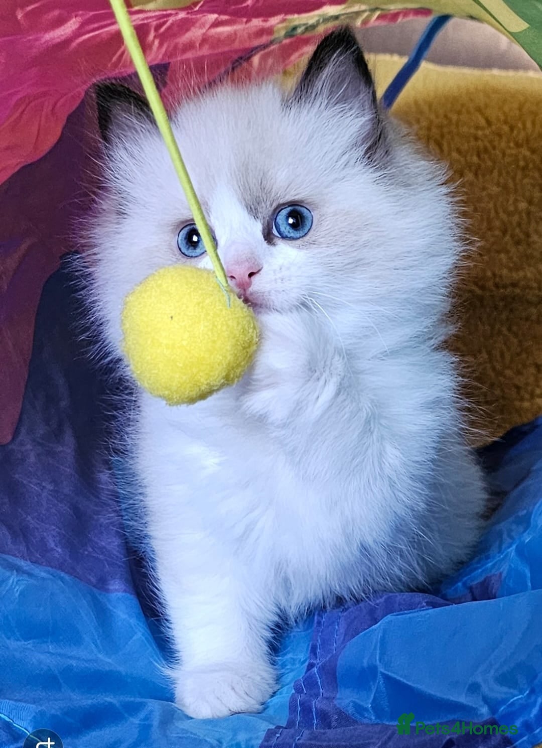 Ragdoll cats for sale: Cute Ragdoll kittens  - Advert 1