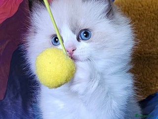 Ragdoll cats Cute Ragdoll kittens - Advert 5