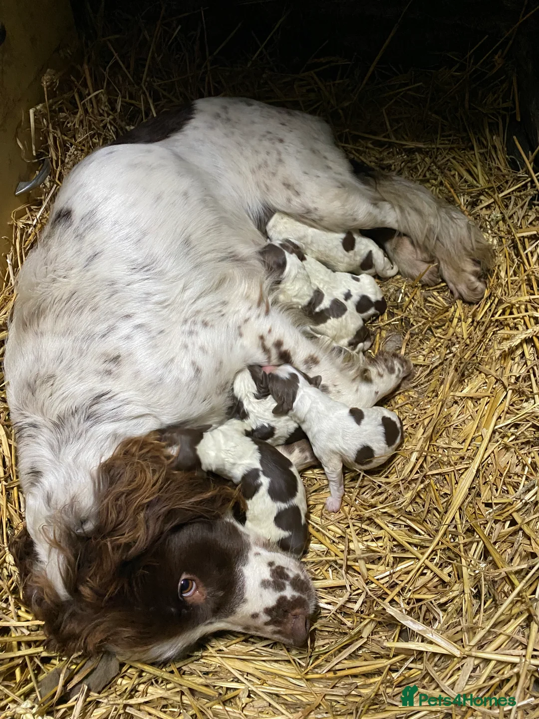 English Springer Spaniel dogs for sale: English Springer Spaniel puppies - Advert 5