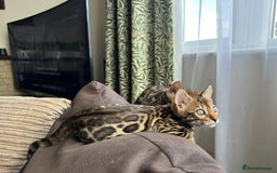 Bengal cats for sale: TICA registered bengal kittens!🐱 - Image 37