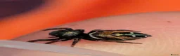 Spiders invertebrates for sale: Phiddipus carneus  - Advert 12
