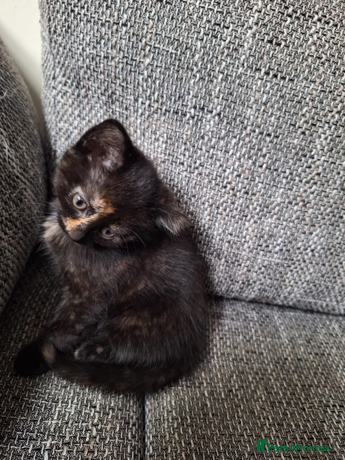 Mixed Breed cats Adorable kittens ready for their new home - Advert 8