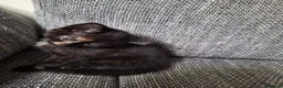 Mixed Breed cats for sale: Adorable kittens ready for their new home - Advert 3