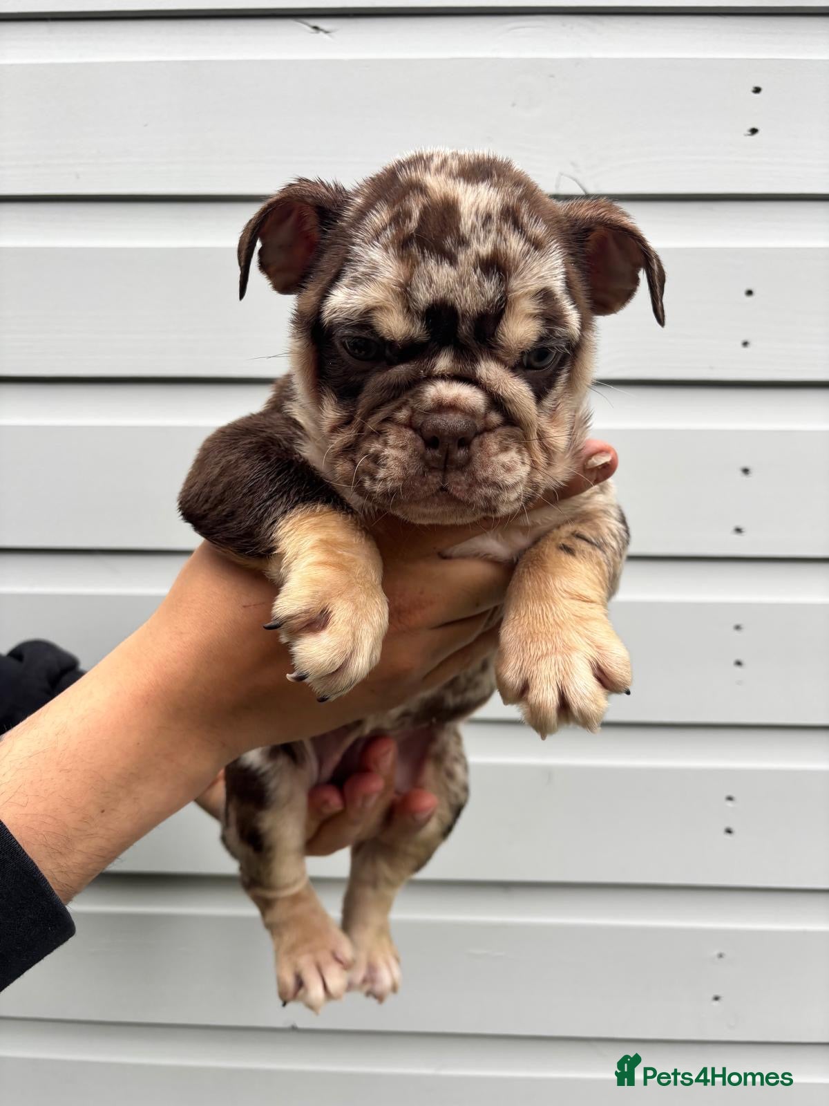 English Bulldog dogs for sale:  English Bulldogs DWKC 🧬🏆 Final reduction! - Advert 24