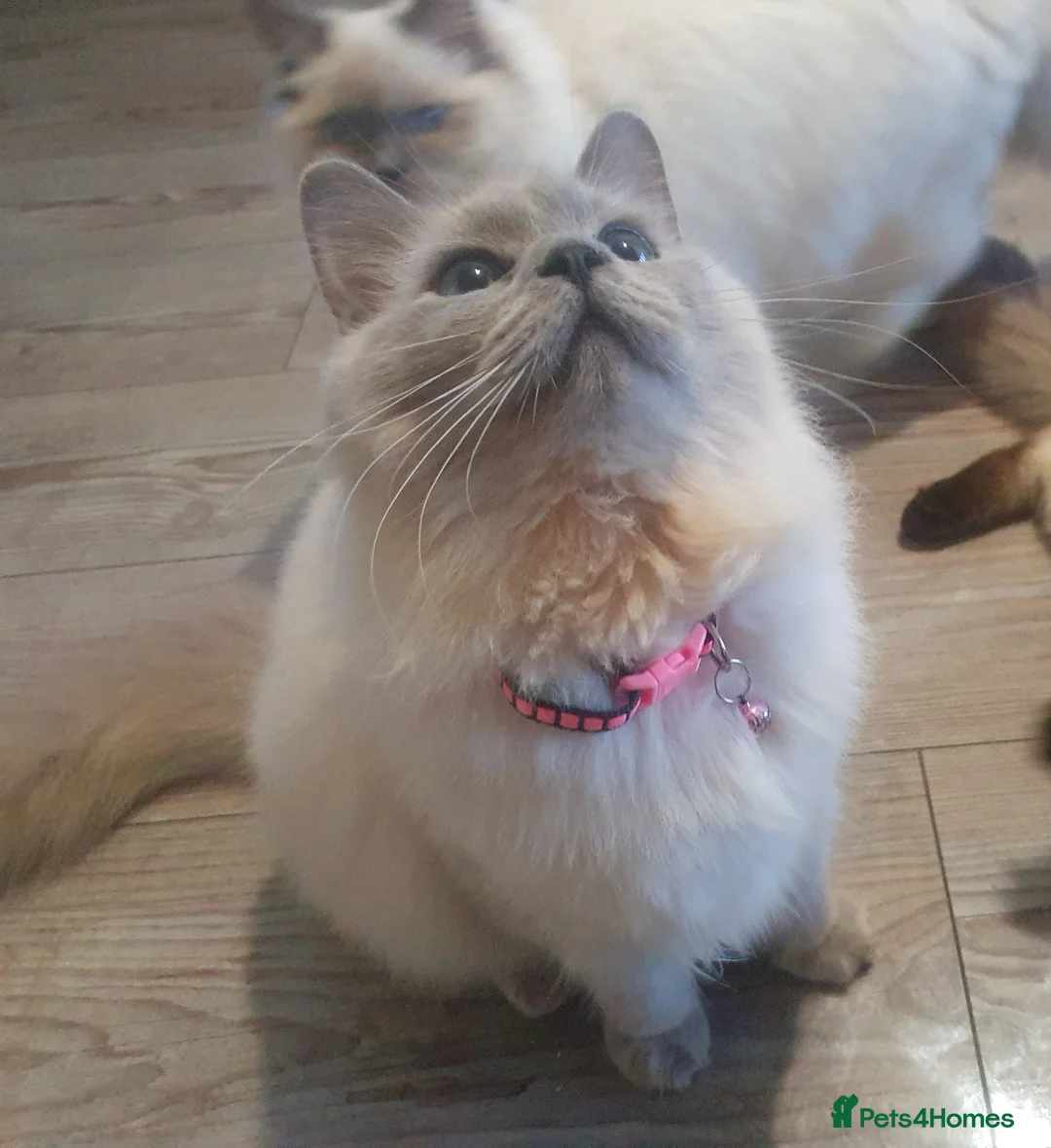 Ragdoll cats for sale: Sweet&Playful ragdolls - Advert 12