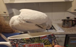 Cockatoo birds for sale: Cockatoo - Image 6