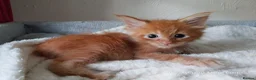 Maine Coon cats for sale: TICA Reg Maine Coon Kittens. Red. Tortie. White - Advert 13
