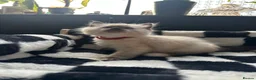 Ragdoll cats for sale: Purebred Ragdoll Kittens  - Advert 12