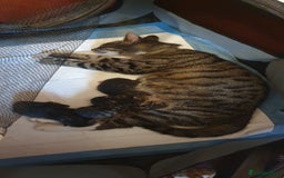 Mixed Breed cats for sale: Beautiful mixed breed boys - Image 5