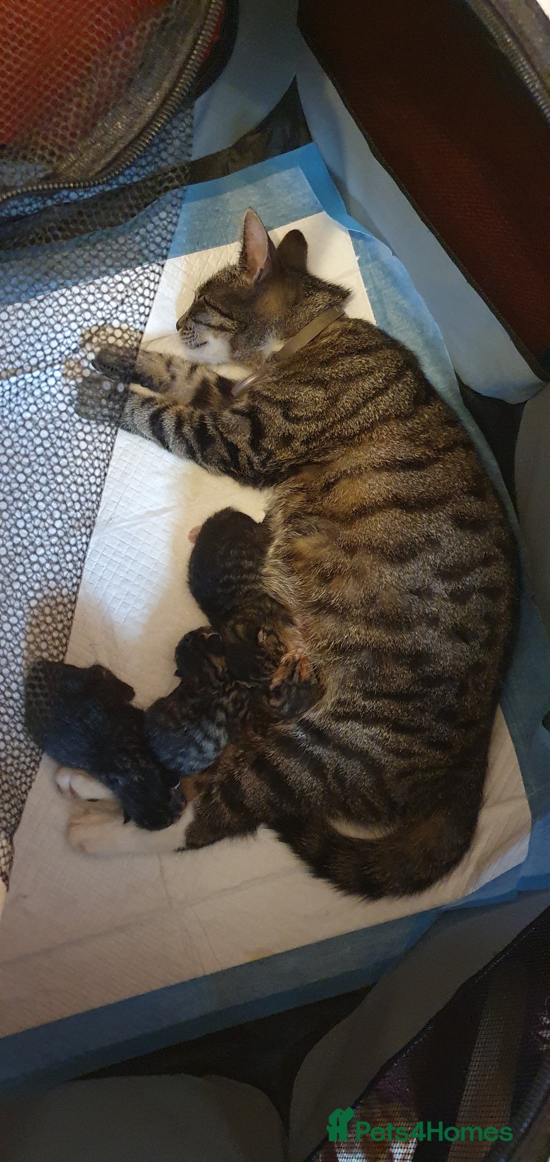 Mixed Breed cats for sale: Beautiful mixed breed boys - Image 5