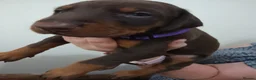 Dobermann dogs for sale: Dobermann puppies - Advert 33