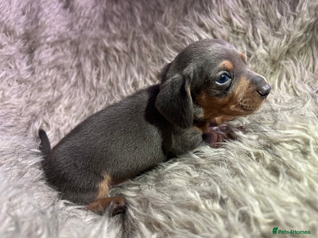Dachshund dogs for sale: Beautiful mini dachshund babies  - Image 9