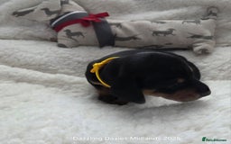 Miniature Dachshund dogs for sale: Shorthaired Minature Daschunds  - Image 27