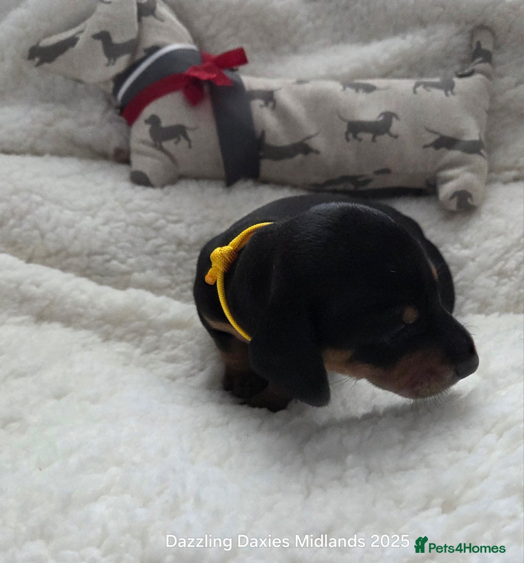 Miniature Dachshund dogs for sale: Shorthaired Minature Daschunds  - Image 27
