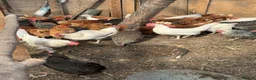 Chickens poultry for sale: Young chicken  - Advert 2