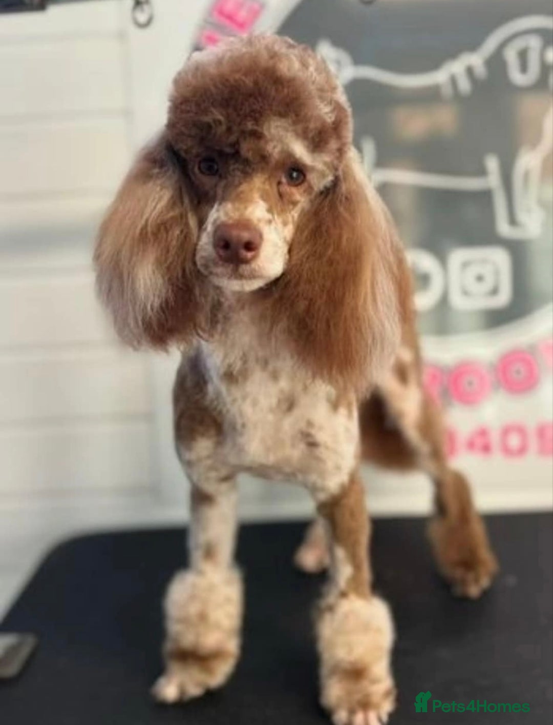 Cockapoo dogs for sale: toy cockapoo pups - Image 14