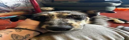 Mixed Breed dogs for sale: mave  - Advert 10