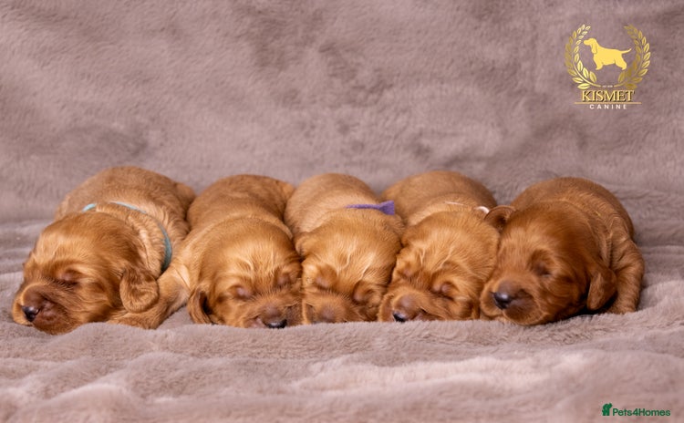 Cockapoo dogs - Advert 16