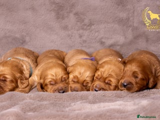 Cockapoo dogs - Advert 27