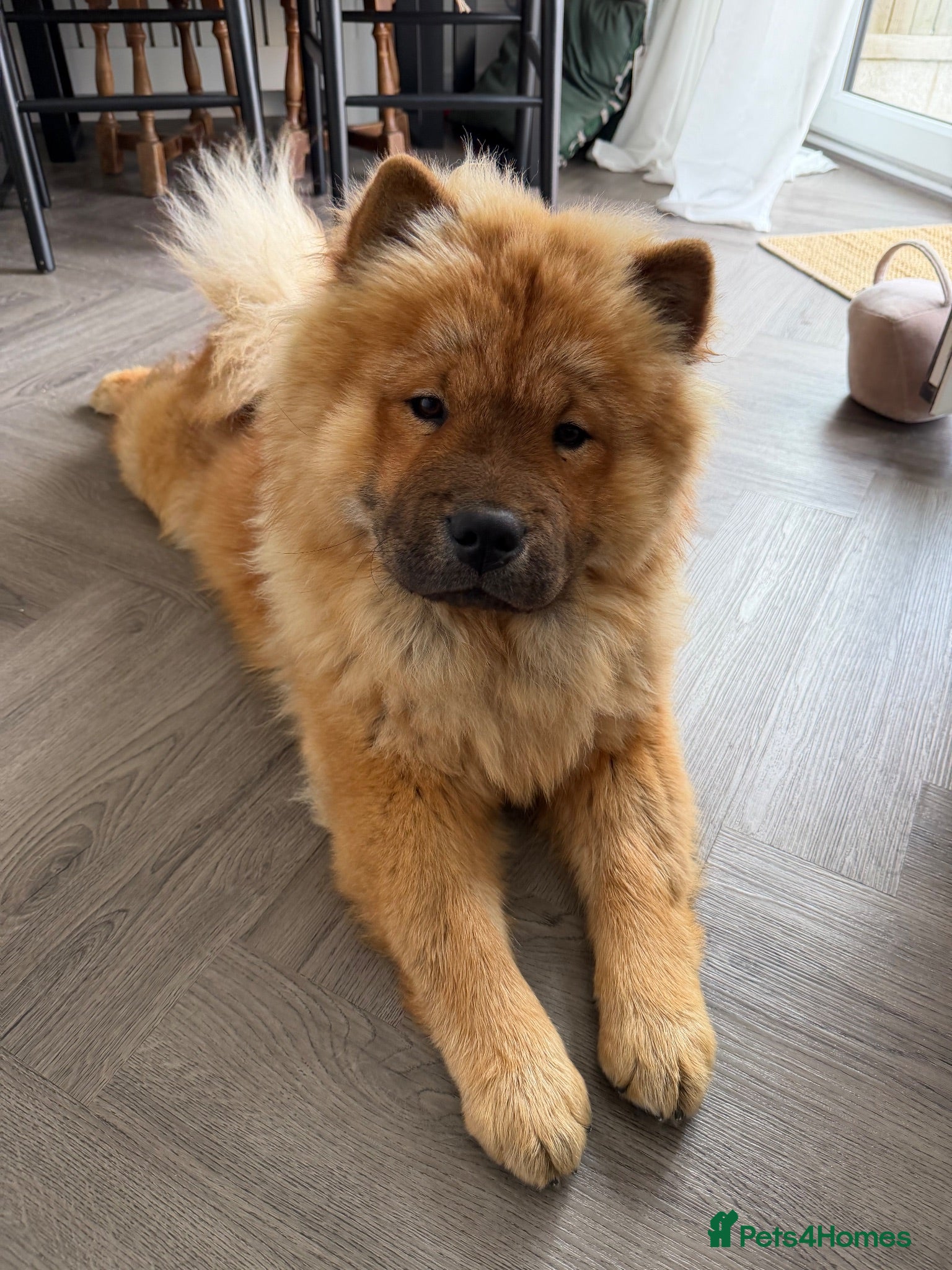 Chow Chow dogs DWKC registered chow chows  - Advert 13