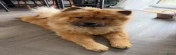 Chow Chow dogs for sale: DWKC registered chow chows  - Advert 1