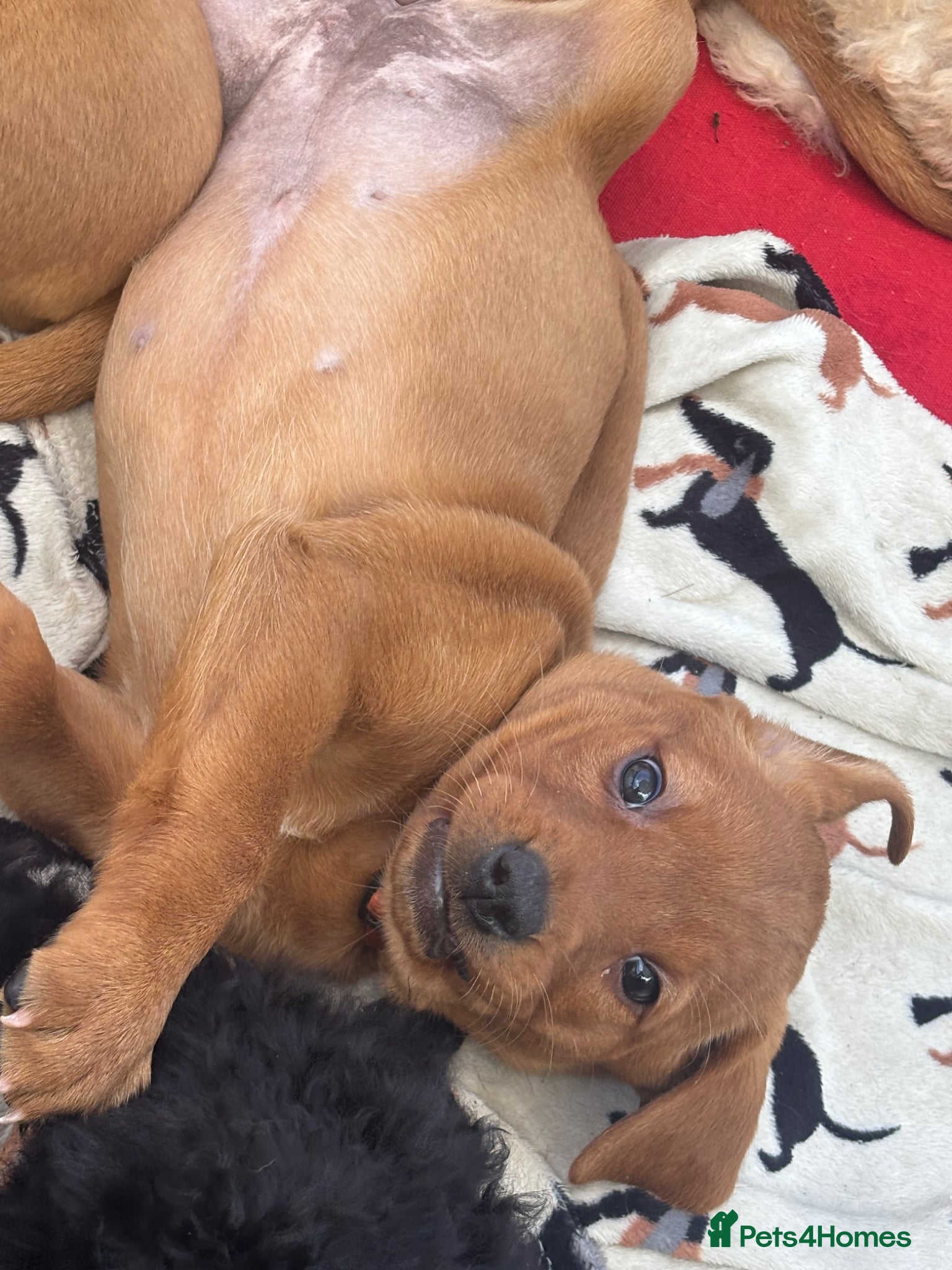 Labrador Retriever dogs Fox red Labradors  - Advert 2