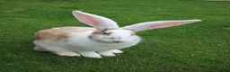 Continental Giant rabbits for sale: PURE BRED Continental Giant Baby Bucks  VACCINATED - Advert 10